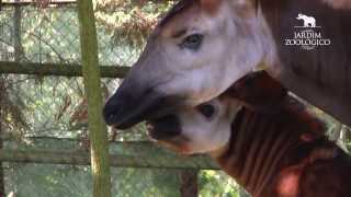 Jardim Zoológico  Reprodução de Okapis Okapia johnstoni no Jardim Zoológico 2013 [upl. by Alguire]