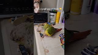 Rico va seguir descansando por que esta cansado birds parrot conure  funny 😁 subcribete 🦜 [upl. by Freddi]