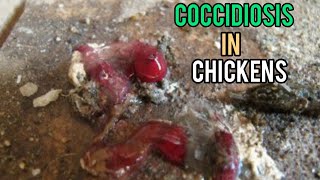 How To Treat Coccidiosis In Chickens Bloody Diarrhea [upl. by Ayanaj394]