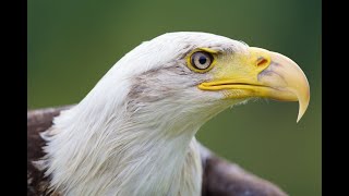 World of Raptors  Tayto Park  Irelands Only Theme Park and Zoo [upl. by Asiret]