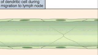 Role of Dendritic Cells in Antigen Capture and Presentation to T Cells [upl. by Bunde]