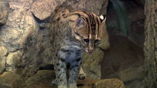 Kittens Learning to FishCincinnati Zoo [upl. by Carline]