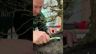 Lloyd re potting Henry The Hornbeam Bonsai 2024  Over 125 years old [upl. by Ennalyrehc]