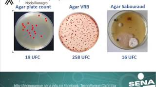 Análisis microbiologico en alimentos [upl. by Combe164]