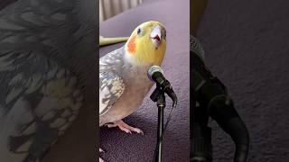 Sultan papağanı Mecnun şarkı söylüyor cockatiel song pets [upl. by Earahs575]