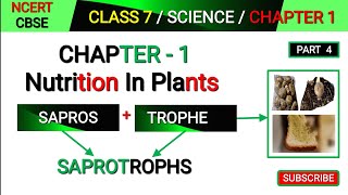 Saprotrophs  Class 7 Science Chapter 1  Nutrition in plants  Mode of Nutrition in plants [upl. by Notserp]