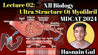 Ultra Structure Of MyofibrilStructure of MuscleLecture 02Urdu amp Hindi [upl. by Frederico]