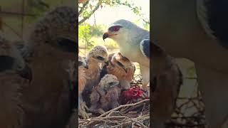 birds birdcalling nature birdfeeder birdfood birdowner birdswatching birdslover [upl. by Raimes]