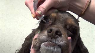 Giving eye drops or ointment to your dog [upl. by Mariel302]