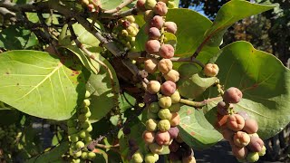 Sea Grape  good for wine Coccoloba uvifera [upl. by Greeson]