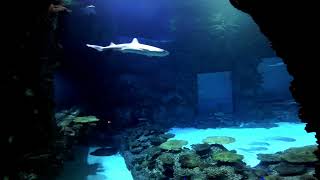 8K Mandalay Bay Aquarium in Las Vegas [upl. by Tnilf678]