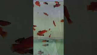 Red Platy platy platyfish fish guppy mollyfish [upl. by Mcclure]