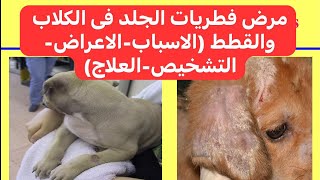 مرض فطريات الجلد فى الكلاب والقطط Ringworm Dermatophytosis in Dogs and Cats [upl. by Nhguavaj331]