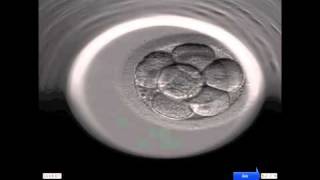 INSTITUT MARQUÈS  Ansicht der Entwicklung eines menschlichen Embryos durch das Embryoscope [upl. by Deedee567]