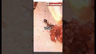 Unbelievable Ant Power How Strong Are Ants Really [upl. by Artemis]