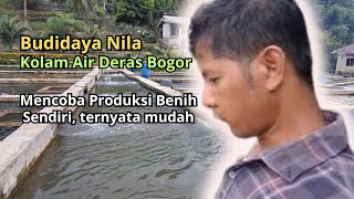 Budidaya ikan nila di kolam air deras Bogor Mencoba produksi benih nila sendiri ternyata mudah [upl. by Andria239]