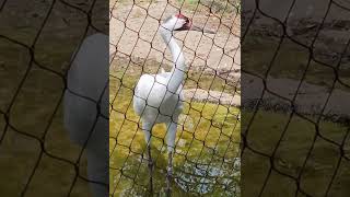 Whooping Crane shorts [upl. by Pavier]