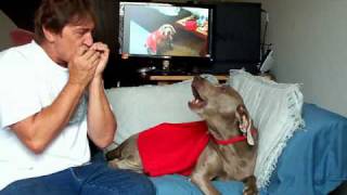 Super Britney my singing dog barkin out the blues Weimaraner Rock Video [upl. by Leticia]