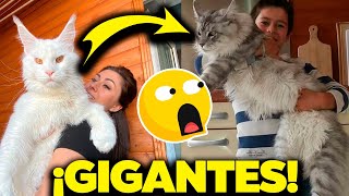 ¡Advertencia Estos Gatos Gigantes Rompen Todas las Reglas🔴 Los GATOS más GRANDES del Mundo [upl. by Eerazed]