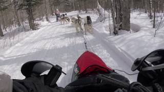 Watch Siberian Huskies in Sled Dog Racing [upl. by Deborah]