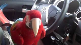 Chatty Macaw in the car [upl. by Zosi]