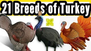 21 Breeds amp Types of Turkey Bird in World [upl. by Nimajaneb920]