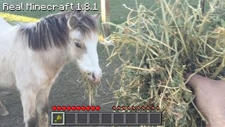 Real Life Minecraft  FEEDING HORSE WHEAT [upl. by Hollenbeck]