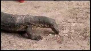 科莫多龍 Komodo Dragon  Malaysia Sabah Spai Island [upl. by Noslien920]