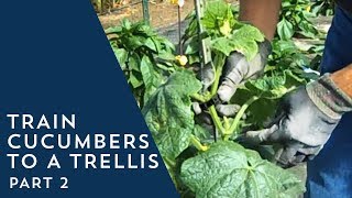 How to Train Cucumbers to a Trellis 2 [upl. by Anialad]