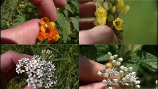 How To Identify 5 Medicinal Plants And Their Uses [upl. by Malena]