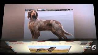 Picardy Spaniel Dog breed [upl. by Emia]