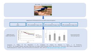 Boosting Giant Prawn Growth with Hormone Treated Feed [upl. by Dawson856]