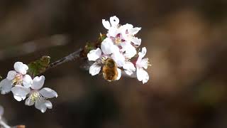 Large Beefly Hovering around Japanese Mountain Cherry Flowers 240fps [upl. by Artekal]