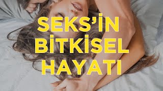 Seksin Bitkisel Hayatı [upl. by Koralle287]