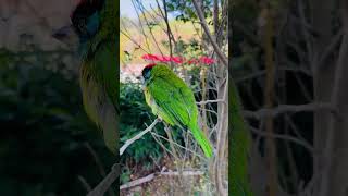 Throated barbet [upl. by Estes]