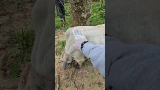 injection of a fierce cow like a bull cow toro videoshort [upl. by Weidner]