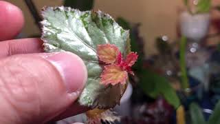 Rex Begonia Water Culture  Update Propagation And a Newbie [upl. by Teteak575]