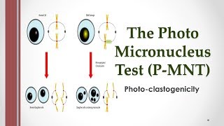 The Photo Micronucleus Test PMNT  Photoclastogenicity [upl. by Acina]