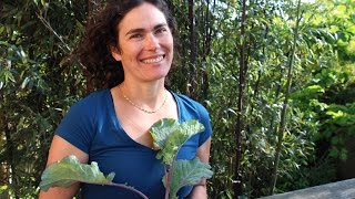 How to Propagate Tree Collards from Cuttings [upl. by Nonnelg174]