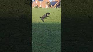 Happy Spaniel Training puppy spaniel shortvideo shortsvideo shorts short [upl. by Farand]