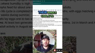 Spittlebug Life Cycle Explained LawnCare lawnpests [upl. by Heins508]