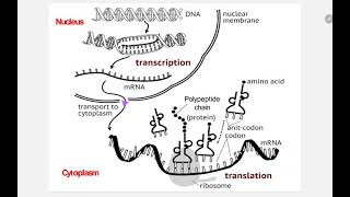 Polyribosome  Polysome [upl. by Kristal]