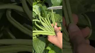 Harvesting Organic 🫘 Beans garden organic shorts [upl. by Chamkis206]