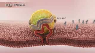 HDL amp Reverse Cholesterol Transport HD [upl. by Anelat]