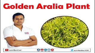 golden aralia plant [upl. by Iccir]