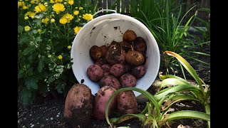 Harvesting Red Potatoes  When Are They Ready [upl. by Yt]