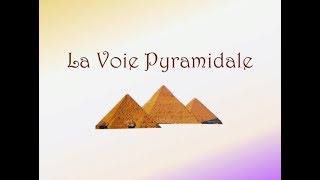 Neurofacile 1  La Voie Pyramidale [upl. by Demona715]