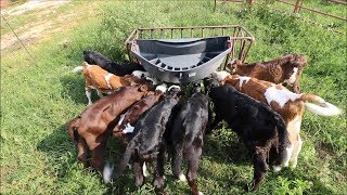 I Can Now Feed 20 Calves at ONCE [upl. by Einor]