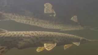 Lake Nipissing Gar Pike [upl. by Boggers]