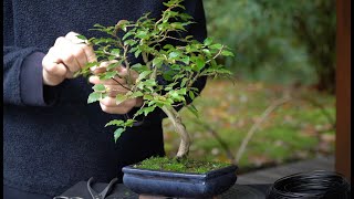 Developing a Korean Hornbeam bonsai [upl. by Lasley946]